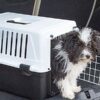 hunde transportbox ferplast atlas el